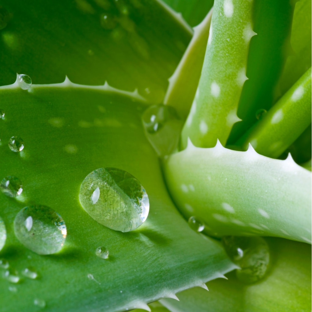 Aloe Vera Plant Health and Fitness Journey