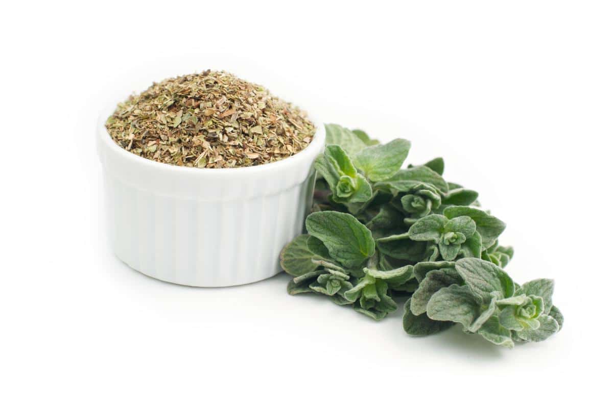 Oregano - Unveiling the Unexpected Fitness Benefits