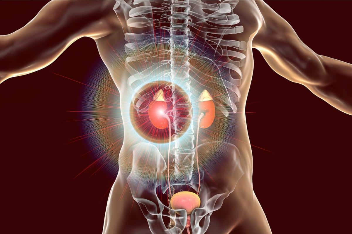 Nutrition and Self-Care for Low-Functioning Kidneys: A Guide to Enhancing Renal Health