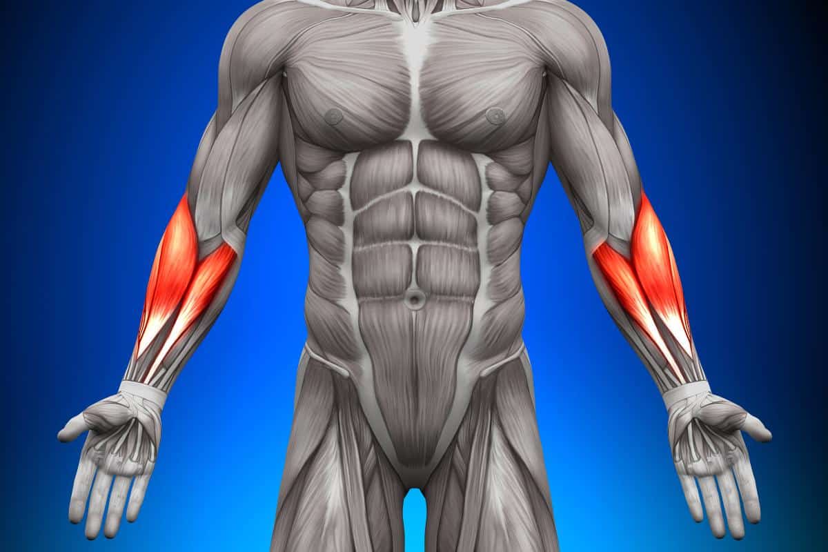 Trained Forearms