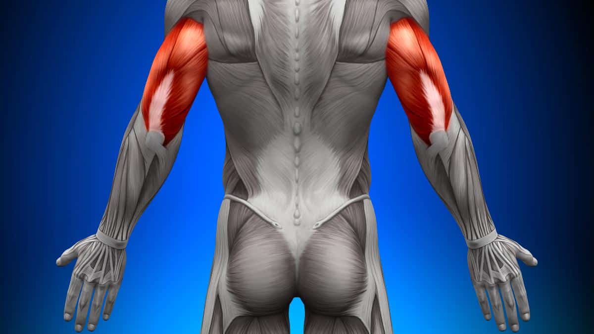 Enhancing Tricep Fitness: A Guide to Strength and Endurance