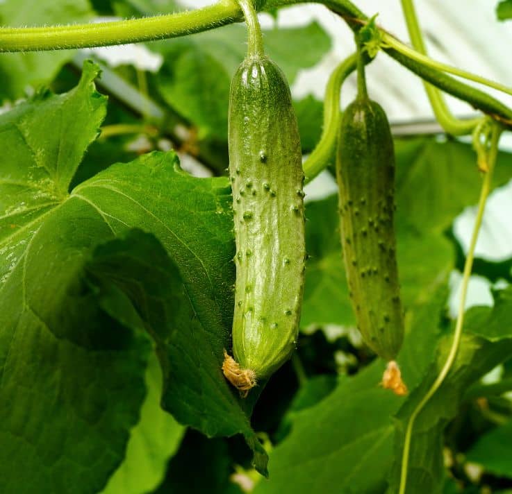 Benefits of Cucumbers