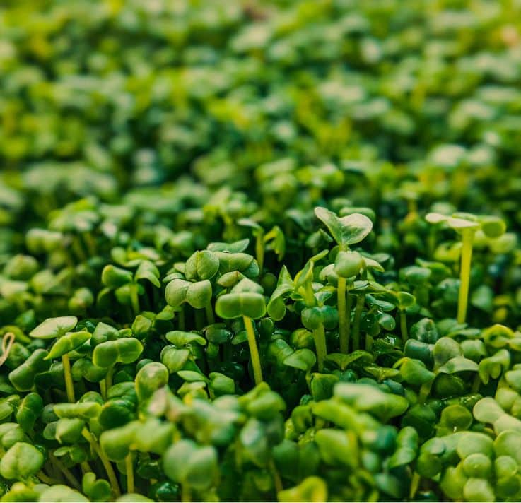 benefits of watercress