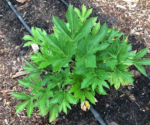 Ashitaba: The “Tomorrow’s Leaf” and Why It Deserves Superfood Status